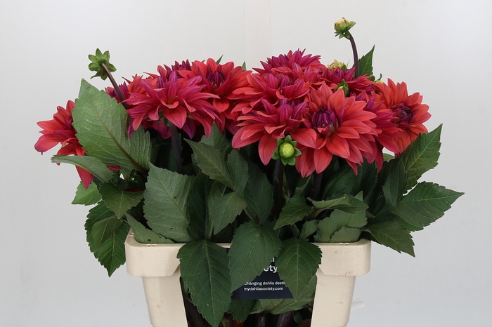 <h4>Dahlia American Dawn</h4>