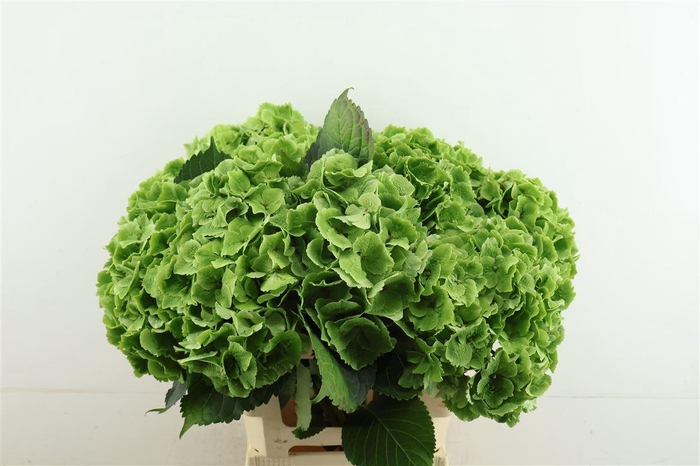 <h4>Hydr M Cl. Emerald 60-21</h4>