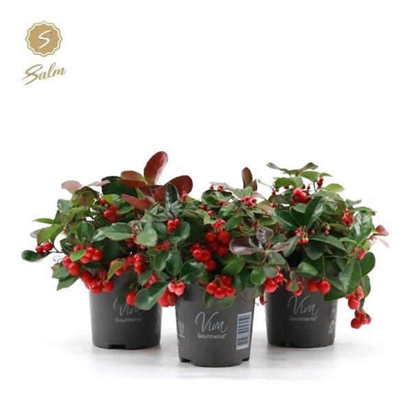 <h4>Viva Gaultheria pr. 'Big Berry'® P10</h4>