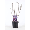 Cotinus Royal Purple