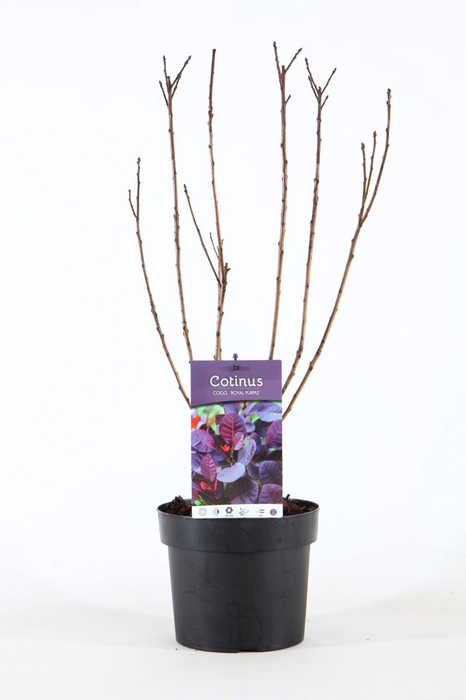 Cotinus Royal Purple