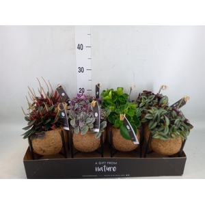 Planten Groen   ...mix  3