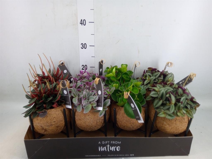 <h4>Planten Groen   ...mix  3</h4>