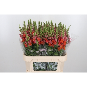 Antirrhinum Dark Orange