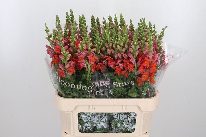 <h4>Antirrhinum Dark Orange</h4>