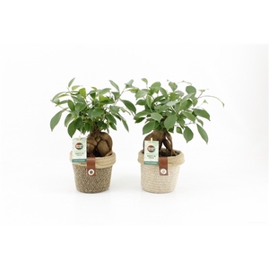 Ficus microcarpa Retusa in Noah Deluxe