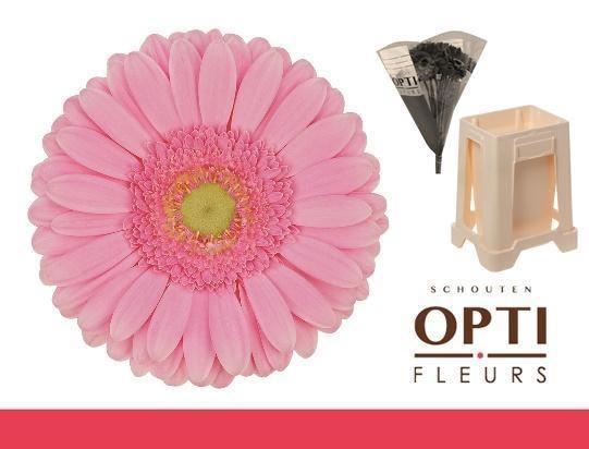 <h4>Gerbera Glossy Water / Hoes</h4>