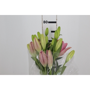 LIRIO PACIANO 080 CM HT 2/3 FLS ROSA