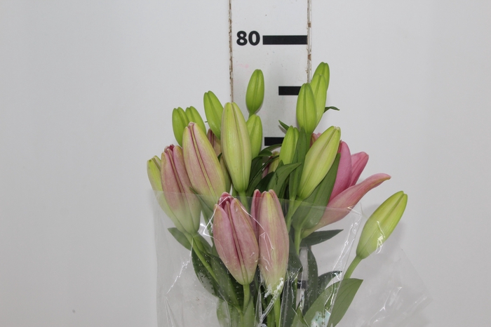 <h4>LIRIO PACIANO 080 CM HT 2/3 FLS ROSA</h4>