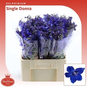 Delphinium single Donna