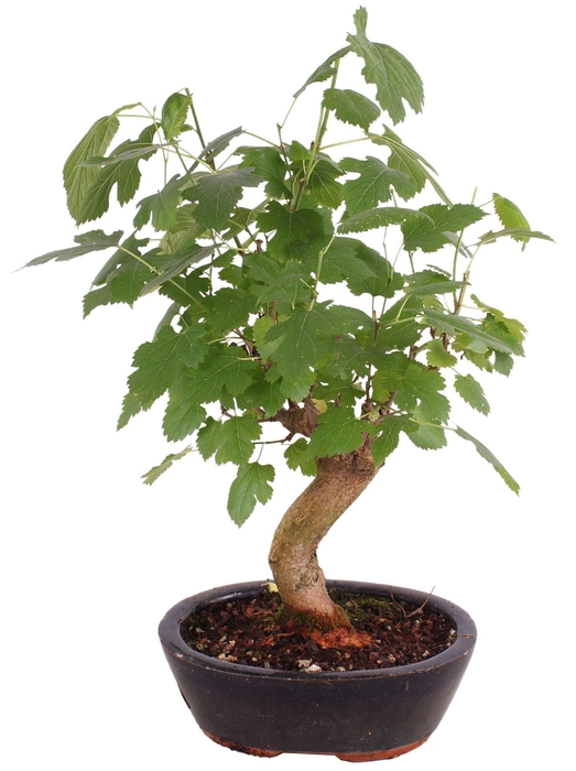 <h4>Bonsai ...</h4>