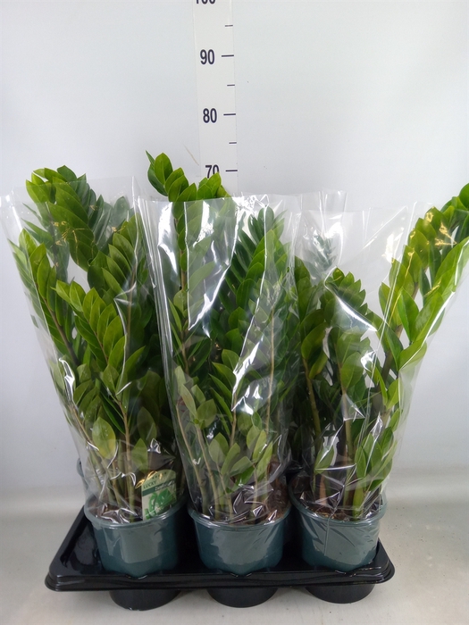<h4>Zamioculcas zamiifolia</h4>