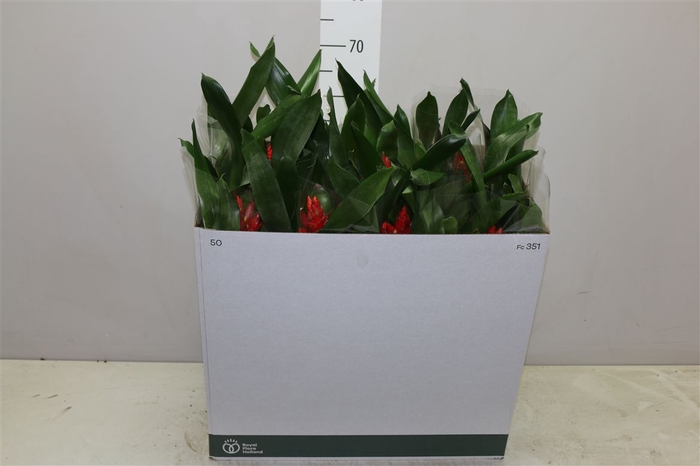 <h4>Aechmea Elegant Red Rijp</h4>