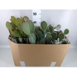 Opuntia microdasys