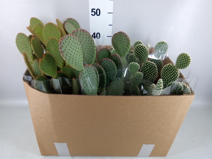 <h4>Opuntia microdasys</h4>