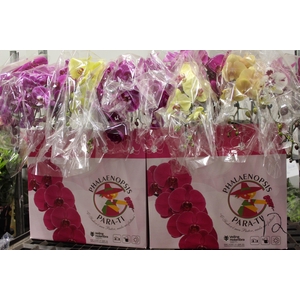 PHAL. CASC. ESP. 2 HT P15 2 HA MULT