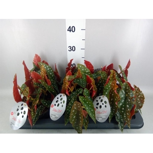 Begonia maculata