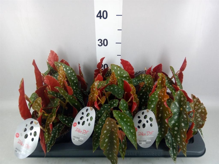 <h4>Begonia maculata</h4>