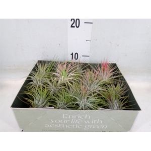 Tillandsia