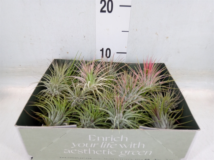 <h4>Tillandsia</h4>