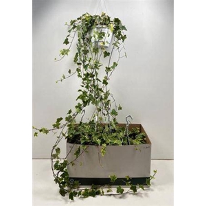 Hed He Goldchild 130cm Rank