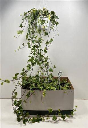 <h4>Hed He Goldchild 130cm Rank</h4>