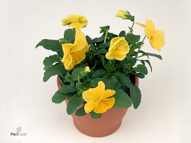 VIO WI DEL PUR LEMON