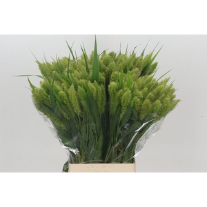 Setaria Italica Volle Melk