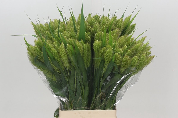 <h4>Setaria Italica Volle Melk</h4>