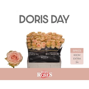 Rozen R GR Doris Day 34