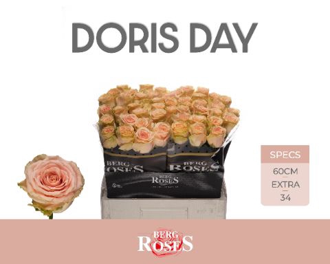 <h4>Rozen R GR Doris Day 34</h4>
