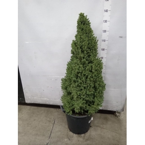 Picea glauca 'Perfecta'