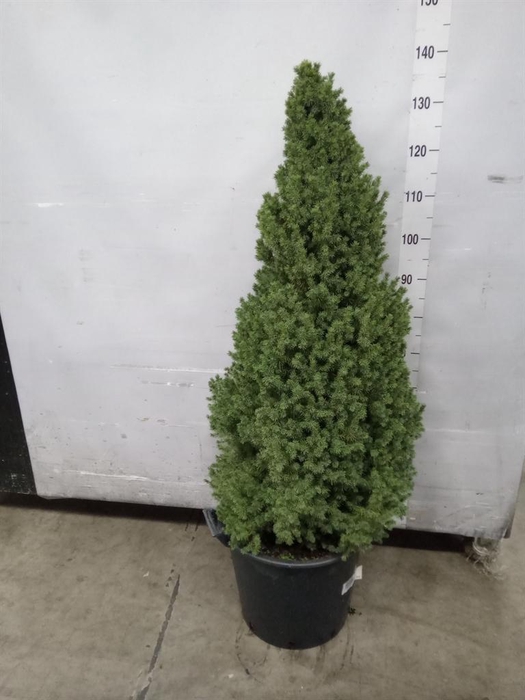 <h4>Picea glauca 'Perfecta'</h4>