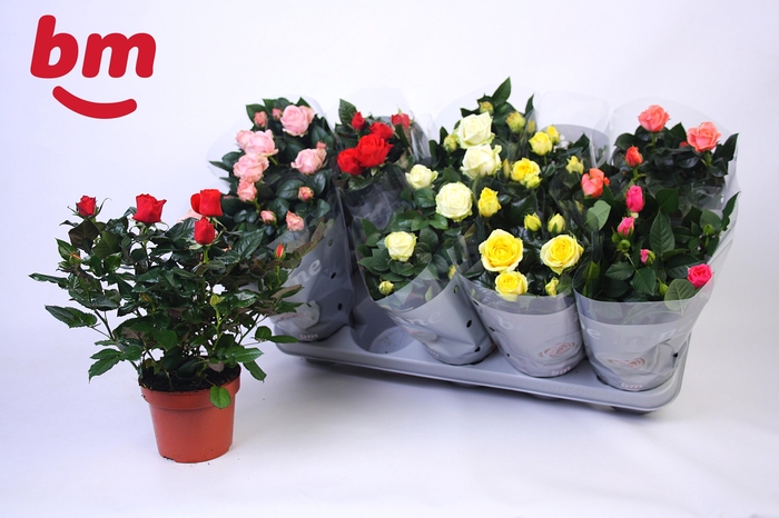 <h4>RO B MONDE GEM</h4>