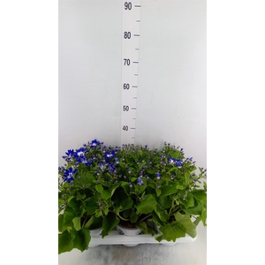 Pericallis cr. 'Senetti Violet Bic'