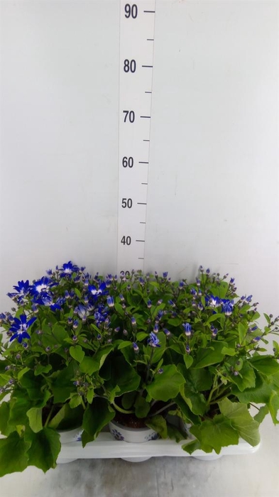 <h4>Pericallis cr. 'Senetti Violet Bic'</h4>