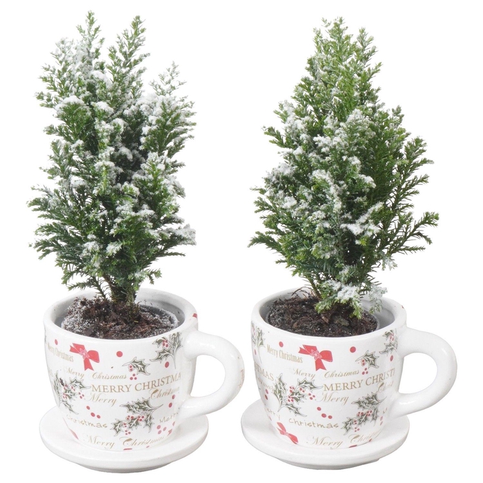 <h4>PTK25148 Ellwoodii met sneeuw in keramiek kop en schotel</h4>