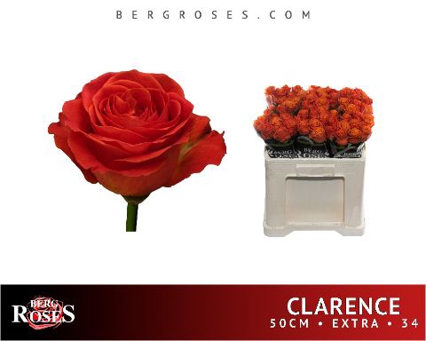 <h4>R Gr Clarence Berg A2</h4>