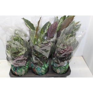 CALATHEA P17 VARIADO