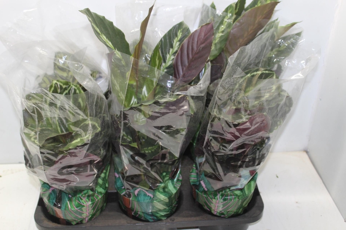 <h4>CALATHEA P17 VARIADO</h4>