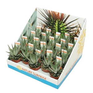 Haworthia big band 5,5 cm in presentatiedoos