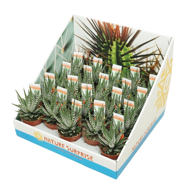 <h4>Haworthia big band 5,5 cm in presentatiedoos</h4>