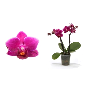 Phal Tiny Dolls Paars 2T10+ zonder Aqu@