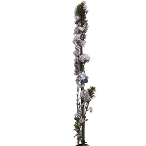 Prunus serr. 'Amanogawa' geveerd