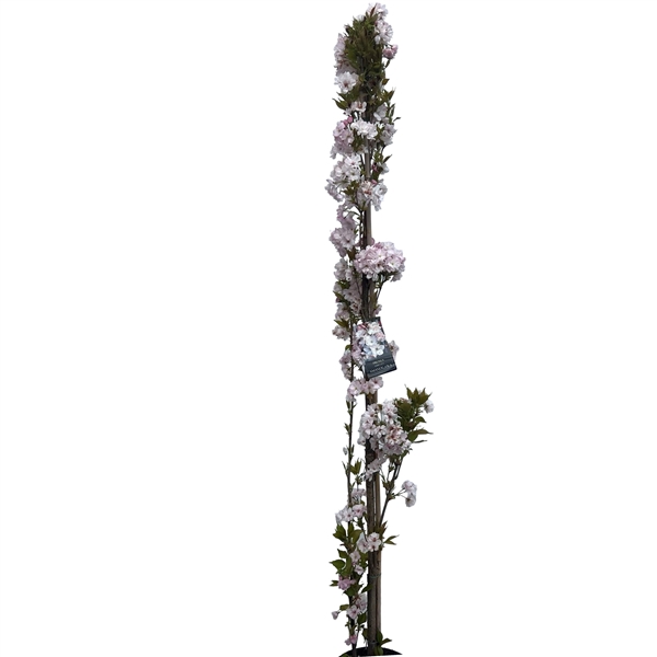 <h4>Prunus serr. 'Amanogawa' geveerd</h4>