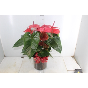 COQ. PLANTAS ORN. T7