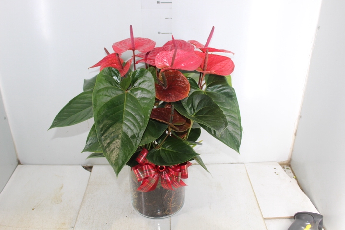 COQ. PLANTAS ORN. T7