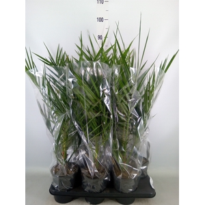 Phoenix canariensis