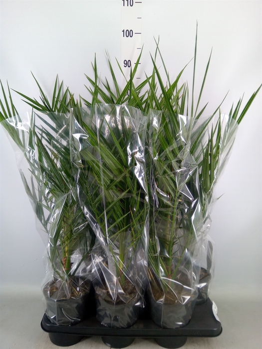 <h4>Phoenix canariensis</h4>