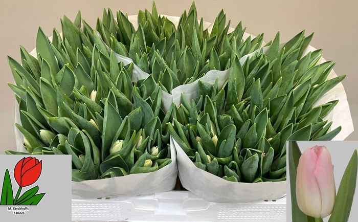 <h4>TU EN DYNASTY</h4>